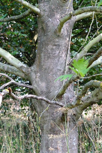 August close-up photo