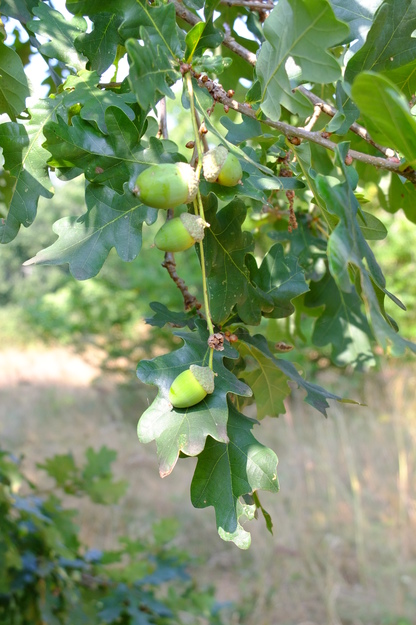 August close-up photo