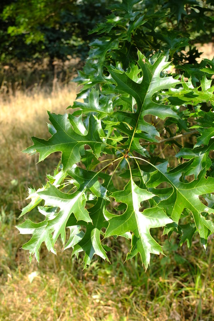 August close-up photo