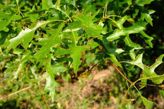August close-up photo