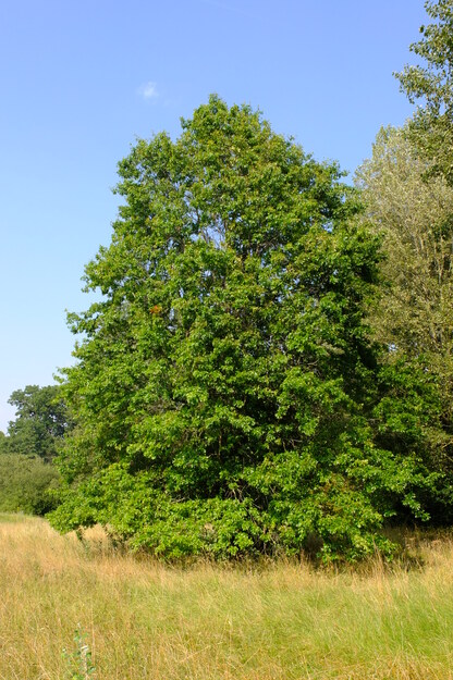 August tree photo
