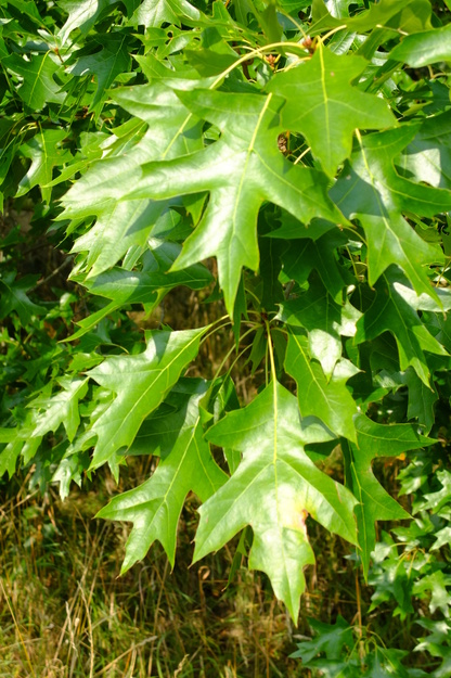 August close-up photo