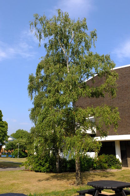August tree photo