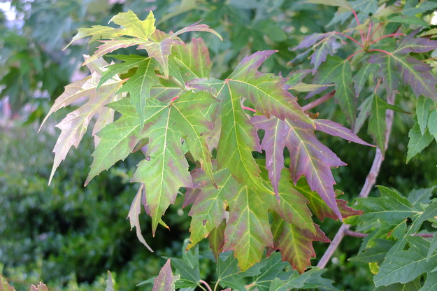 August close-up photo