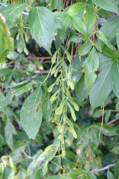 August close-up photo
