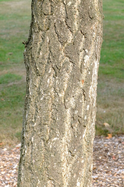 August close-up photo