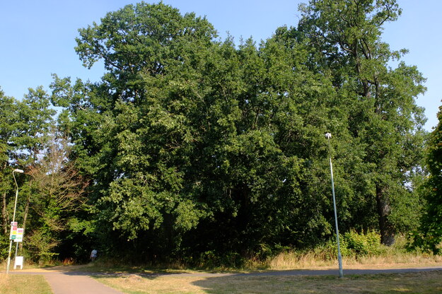 August tree photo