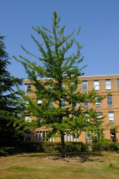 August tree photo