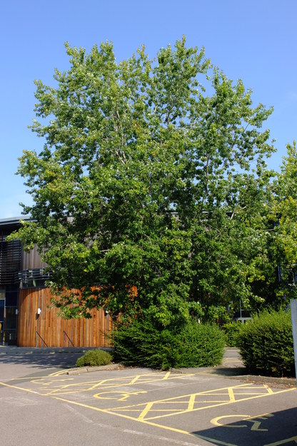 August tree photo