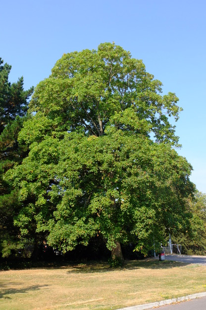 August tree photo