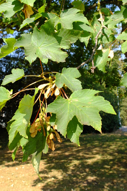 August close-up photo