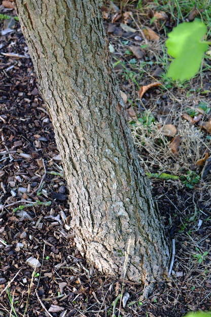 August close-up photo