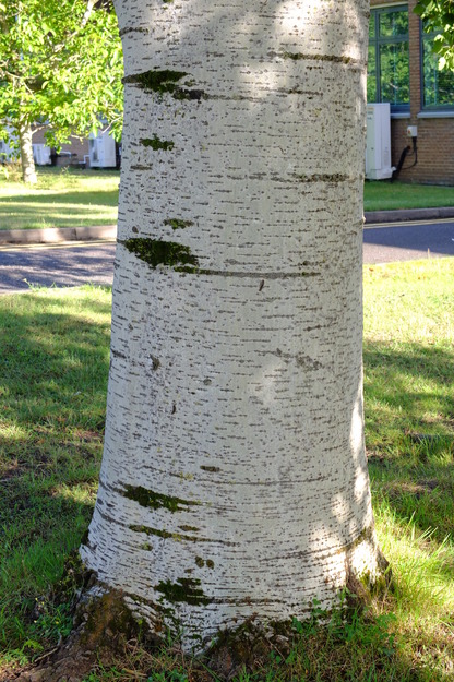 August close-up photo
