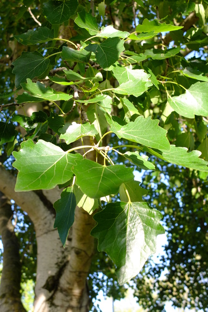 August close-up photo