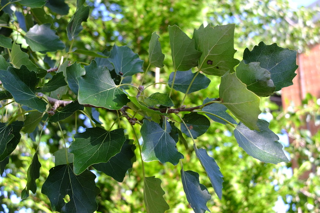 August close-up photo
