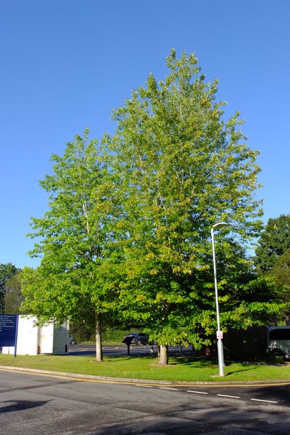August tree photo