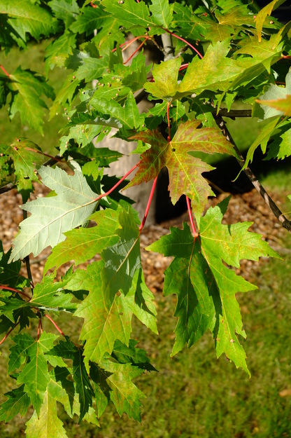 August close-up photo