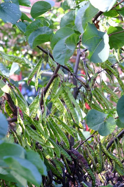 August close-up photo