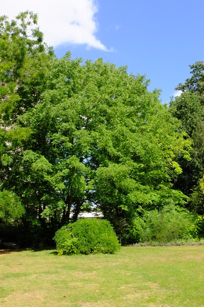 August tree photo