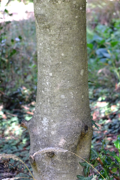 August close-up photo