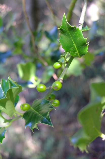 August close-up photo