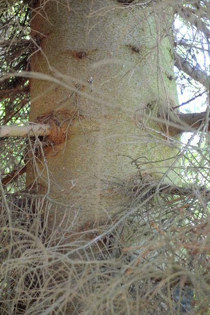 August close-up photo