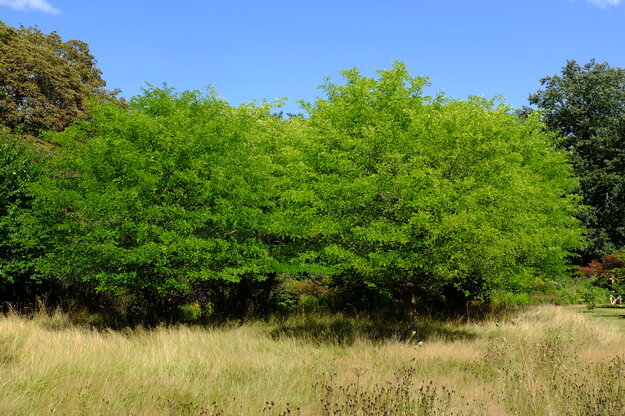 August tree photo
