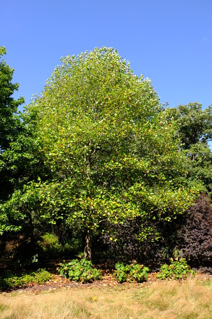 August tree photo