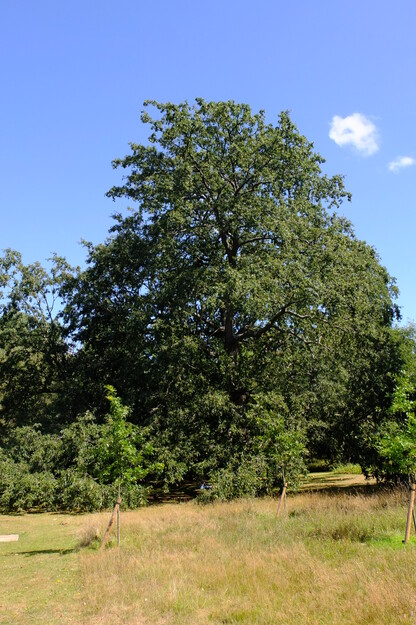 August tree photo