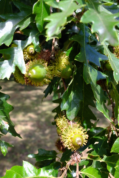 August close-up photo