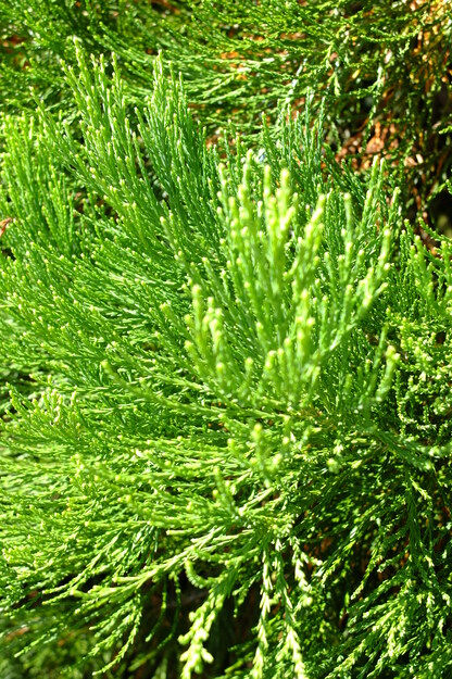 August close-up photo