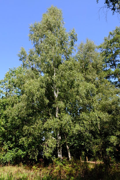 August tree photo