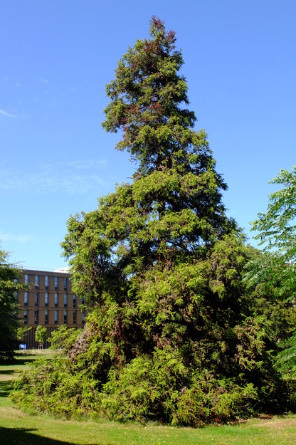 August tree photo
