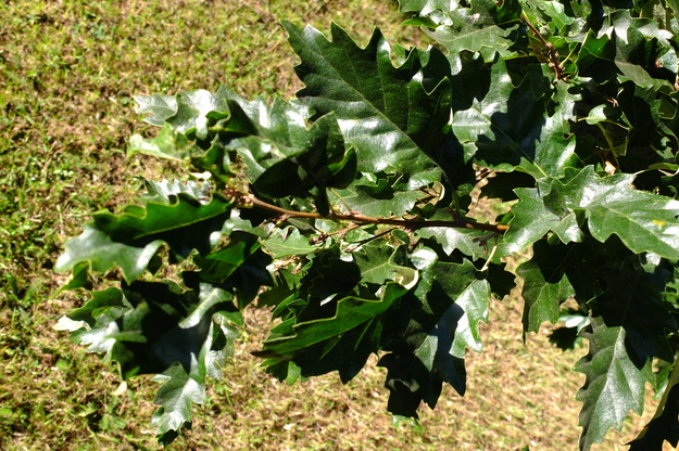 August close-up photo