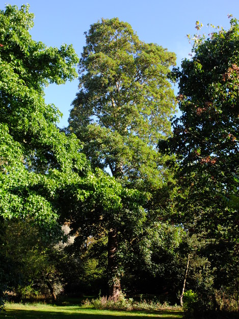 August tree photo