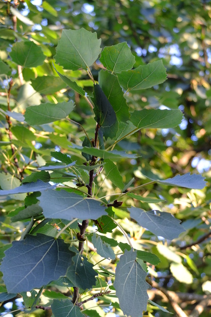 September close-up photo