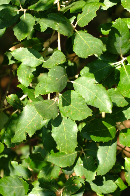 September close-up photo