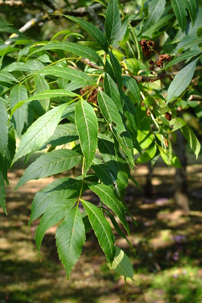 September close-up photo