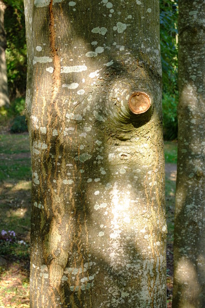 September close-up photo
