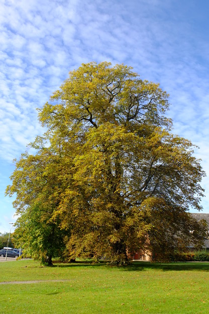 SportsPark tree photo