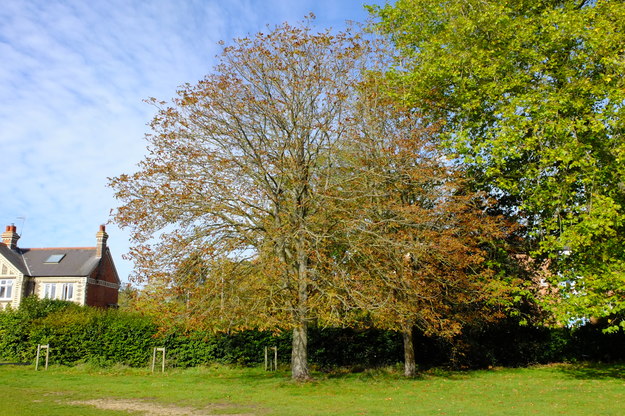 Elmhurst Road tree photo