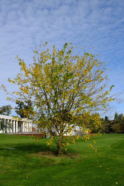 October tree photo