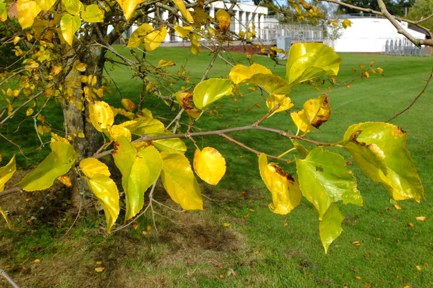 October close-up photo