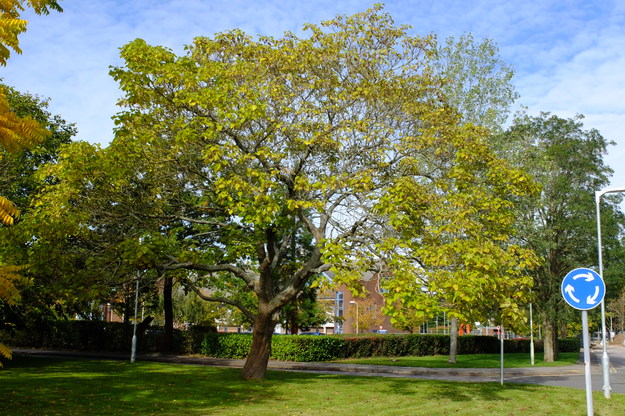 October tree photo
