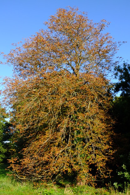 Causeway Bridge tree photo