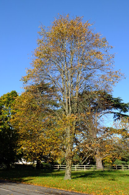 Photo of Tilia cordata
