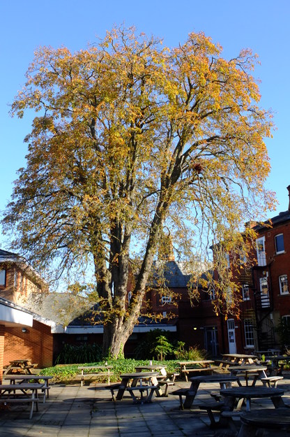 Park House tree photo