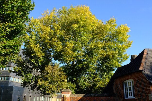 Photo of Populus nigra betulifolia