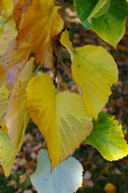 October close-up photo