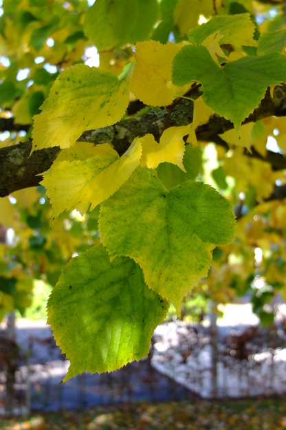 October close-up photo